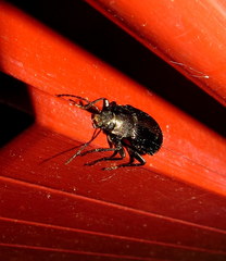 Helopini