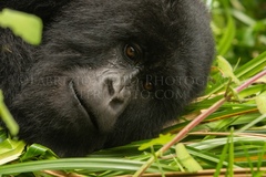 Gorilla beringei beringei