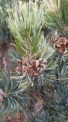 Pinus culminicola