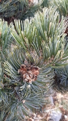 Pinus culminicola