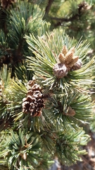 Pinus culminicola