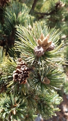 Pinus culminicola