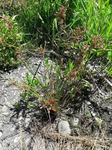 Image of Juncus dichotomus by (c) naturewatchwidow, some rights reserved (CC BY)