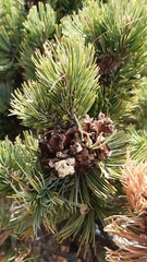 Pinus culminicola