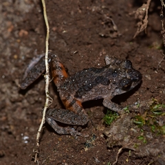 Raorchestes griet