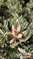 Pinus culminicola