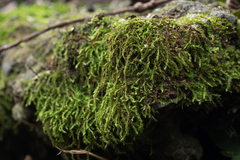 Racopilum cuspidigerum