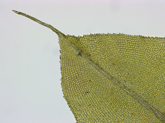 Racopilum cuspidigerum