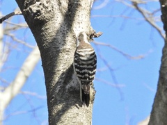 Yungipicus kizuki
