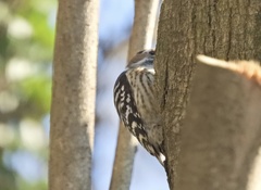 Yungipicus kizuki