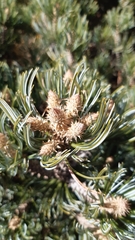 Pinus culminicola