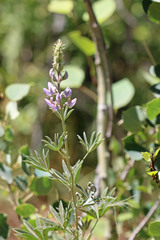 Lupinus sericeus sericeus