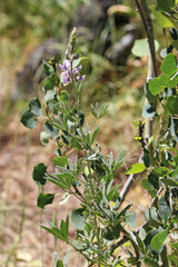 Lupinus sericeus sericeus