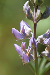 Lupinus sericeus sericeus