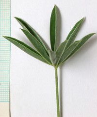 Lupinus sericeus sericeus