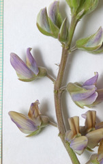 Lupinus sericeus sericeus