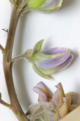 Lupinus sericeus sericeus