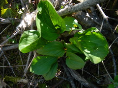 Trillium petiolatum