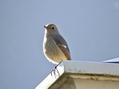 Phoenicurus auroreus