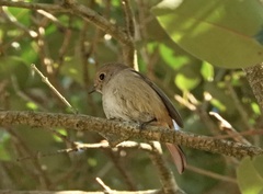 Phoenicurus auroreus