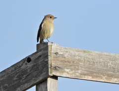 Phoenicurus auroreus