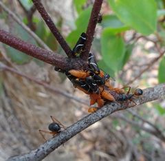 Eurymeloides bicincta