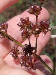 Juncus microcephalus