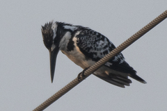 Ceryle rudis leucomelanurus