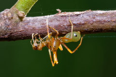 Amyciaea albomaculata