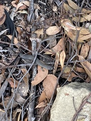 Cyclodomorphus casuarinae