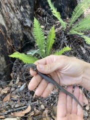 Cyclodomorphus casuarinae