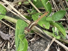 Diplacodes bipunctata