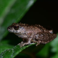 Raorchestes blandus
