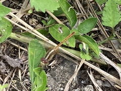 Diplacodes bipunctata