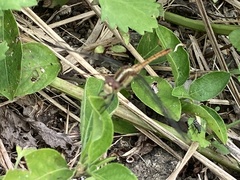 Diplacodes bipunctata