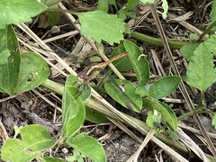 Diplacodes bipunctata