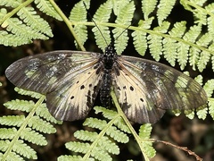 Acraea pentapolis epidica