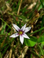 Sisyrinchium rosulatum