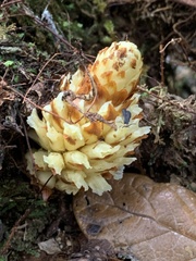 Conopholis
