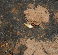 Nicoletiidae