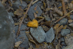 Glaucocharis leucoxantha