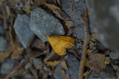 Glaucocharis leucoxantha