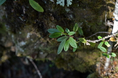 Brachyglottis revoluta