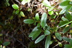 Brachyglottis revoluta