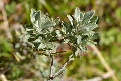 Olearia moschata