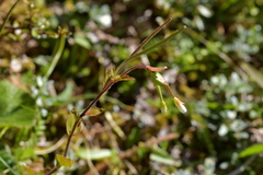 Epilobium chlorifolium