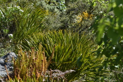 Aciphylla horrida
