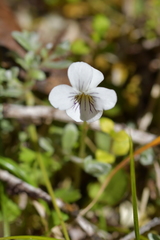 Viola filicaulis