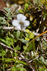 Viola filicaulis
