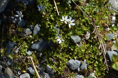 Lobelia angulata